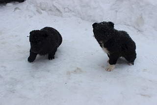 1920 X 1280 325.3 Kb Заберите щенков