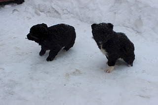 1920 X 1280 348.2 Kb 1920 X 1280 325.3 Kb Заберите щенков