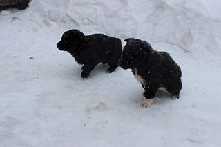 1920 X 1280 332.7 Kb 1920 X 1280 338.8 Kb 1920 X 1280 348.2 Kb 1920 X 1280 325.3 Kb Заберите щенков