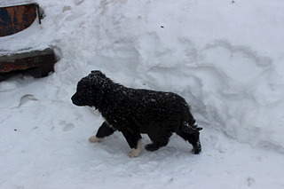 1920 X 1280 323.2 Kb 1920 X 1280 332.7 Kb 1920 X 1280 338.8 Kb 1920 X 1280 348.2 Kb 1920 X 1280 325.3 Kb Заберите щенков