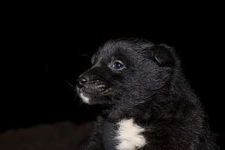 1920 X 1280 360.7 Kb 1920 X 1280 560.7 Kb 1920 X 1280 681.4 Kb 1920 X 1280 701.5 Kb Заберите щенков