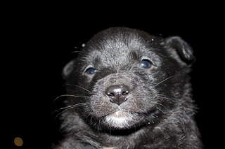 1920 X 1280 369.0 Kb Заберите щенков