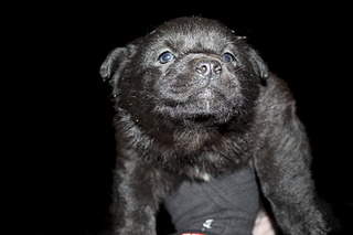 1920 X 1280 352.9 Kb 1920 X 1280 494.9 Kb 1920 X 1280 369.0 Kb Заберите щенков