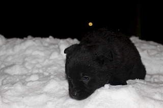 1920 X 1280 280.0 Kb 1920 X 1280 696.0 Kb 1920 X 1280 352.9 Kb 1920 X 1280 494.9 Kb 1920 X 1280 369.0 Kb Заберите щенков