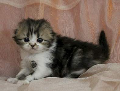 1920 X 1459 173.2 Kb  ! ! - ALFREDO