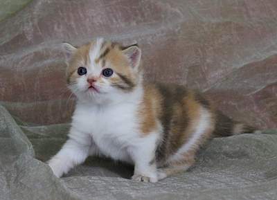 1920 X 1388 164.2 Kb  ! ! - ALFREDO