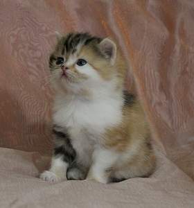 1920 X 2053 229.2 Kb  ! ! - ALFREDO