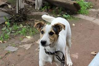 604 X 403  50.4 Kb    - 