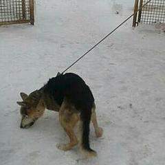 307 X 307 10.8 Kb Собаку 31.01.2015.сбили у Браверса (Жд вокзал), жива, сбор открыт, спасибо неравнодушным людям!.