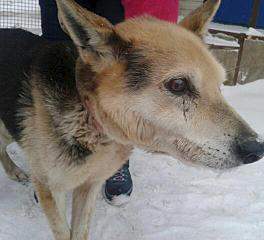 528 X 480 29.7 Kb Собаку 31.01.2015.сбили у Браверса (Жд вокзал), жива, сбор открыт, спасибо неравнодушным людям!.