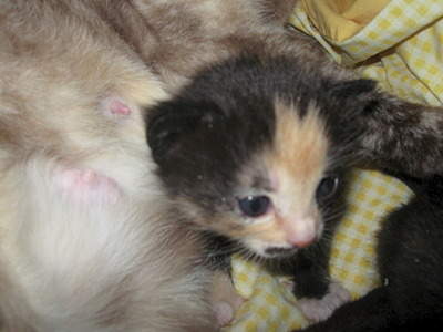 1920 X 1440 618.6 Kb 1920 X 1440 697.6 Kb 1920 X 1440 880.6 Kb Прошу помощи с оплатой передержки!