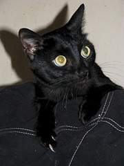 1920 X 2560 938.9 Kb Прошу помощи с оплатой передержки!