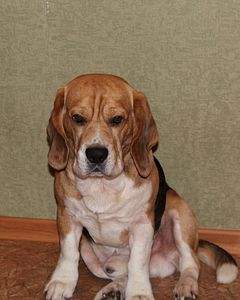 1724 X 2154 360.2 Kb 1920 X 1280 475.3 Kb   8- .   .