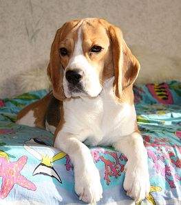 1920 X 2182 454.7 Kb   8- .   .