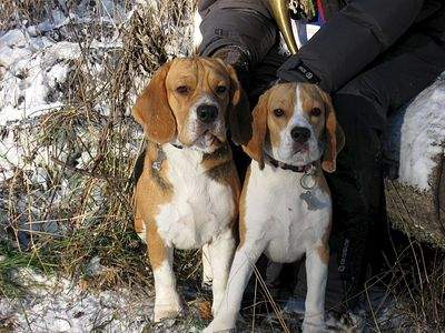 1200 X 900 233.3 Kb   8- .   .