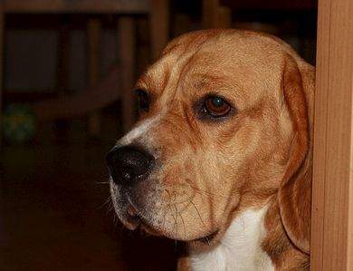 1515 X 1163 202.9 Kb   8- .   .