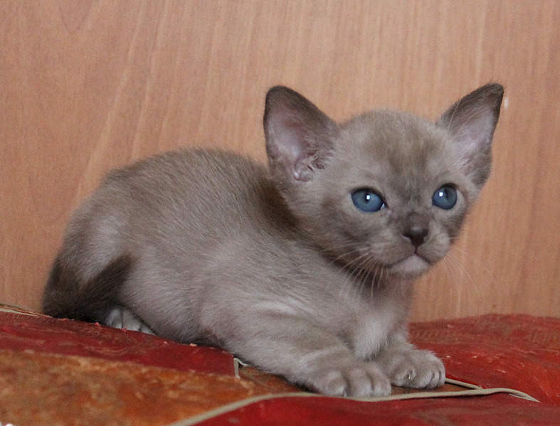 1920 X 1462 633.3 Kb 1517 X 1395 425.2 Kb 1282 X 855 264.9 Kb    -.