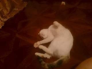 1920 X 1440 280.1 Kb  .    .