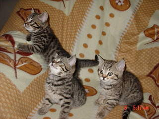 1920 X 1440 651.1 Kb 1920 X 1440 841.8 Kb 1920 X 2560 466.6 Kb 1920 X 1440 274.1 Kb Британские котята
