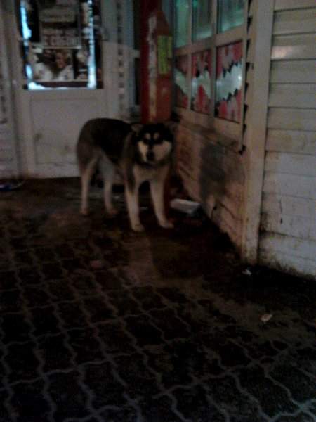 1536 X 2048 338.5 Kb 1536 X 2048 414.2 Kb  ,    .