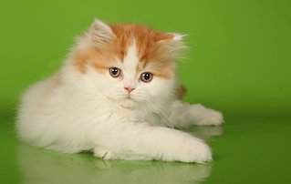 1024 X 647 56.8 Kb Длинношерстные бриташки и компания! У нас есть котята!