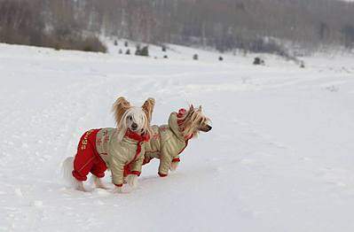 960 X 629 31.9 Kb 960 X 811 45.0 Kb Китайская-хохлатая куколка- Габи и ее детки!