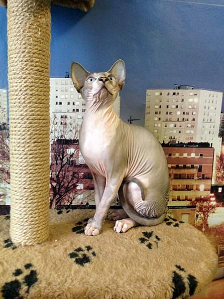 1920 X 2560 434.9 Kb ^~^ Канадский Сфинкс ^~^ Элитные кошки- для ценителей Шика !
