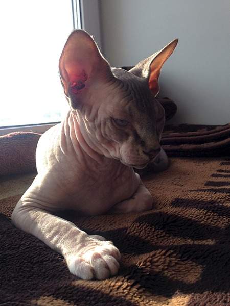 1920 X 2560 857.4 Kb ^~^ Канадский Сфинкс ^~^ Элитные кошки- для ценителей Шика !