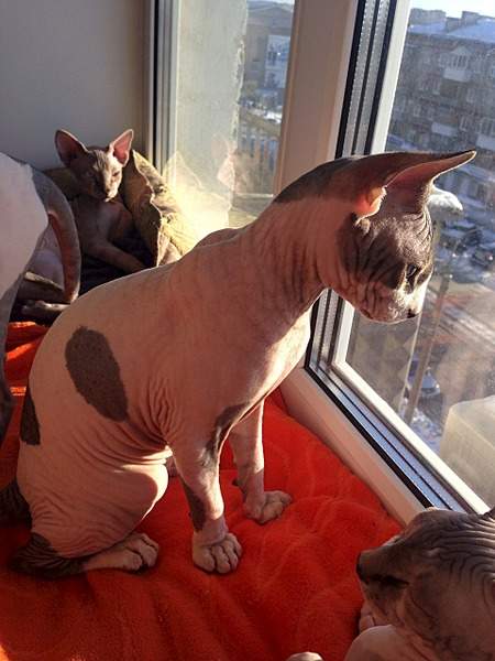 1920 X 2560 978.0 Kb ^~^ Канадский Сфинкс ^~^ Элитные кошки- для ценителей Шика !