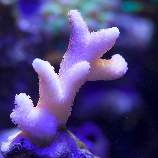 1200 X 1200 112.9 Kb Глубокое синее море.