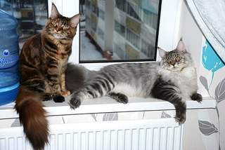 604 X 404 52.7 Kb   -  -