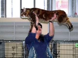 604 X 453 63.2 Kb 604 X 403 78.4 Kb   -  -