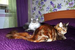 604 X 404 60.3 Kb   -  -