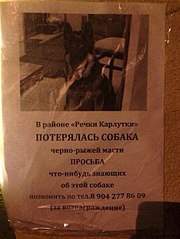 453 X 604 60.7 Kb Найденные и потерянные животные!