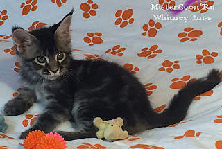 640 X 430  69.6 Kb       - 