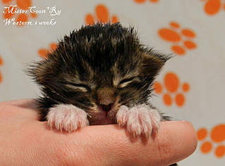 640 X 473  71.9 Kb       - 