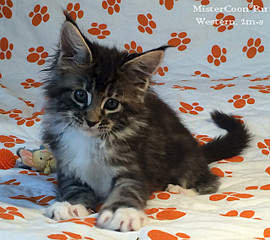 640 X 568 103.4 Kb 640 X 473  71.9 Kb       - 