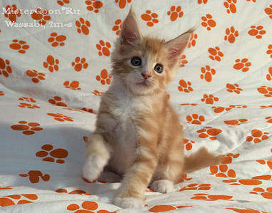 640 X 503  97.1 Kb 640 X 443  67.5 Kb       - 