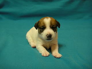 1920 X 1440 899.6 Kb 1920 X 2560 582.2 Kb 854 X 600 93.2 Kb    