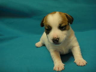 1920 X 1440 853.9 Kb 1920 X 1440 899.6 Kb 1920 X 2560 582.2 Kb 854 X 600 93.2 Kb    