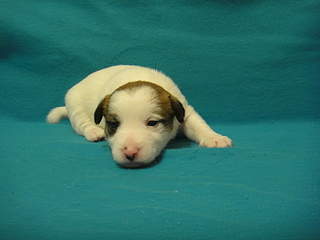 1920 X 1440 948.2 Kb    