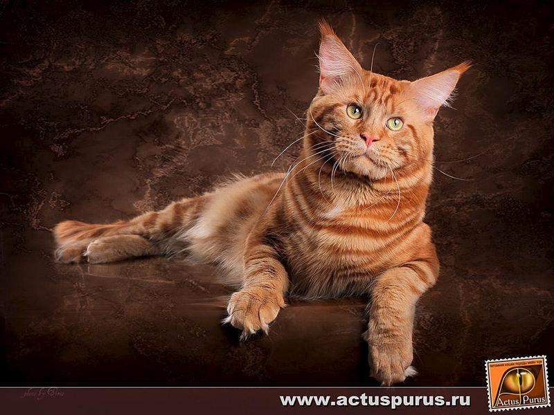 1024 X 768 104.5 Kb 890 X 1024 128.7 Kb 768 X 1024 109.4 Kb 1024 X 768 82.4 Kb Питомник Мейн-кунов 'Аctus Рurus'. Ласковые ГИГАНТЫ.