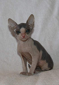 1149 X 1659 510.7 Kb 1330 X 1925 685.5 Kb    