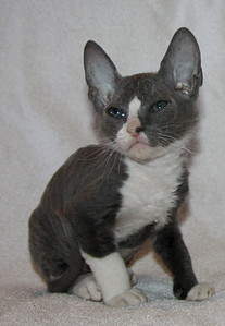 1347 X 1948 429.1 Kb    