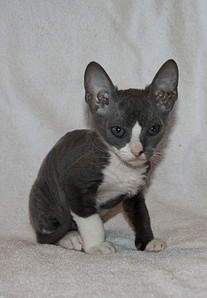 1330 X 1919 418.0 Kb 1347 X 1948 429.1 Kb    