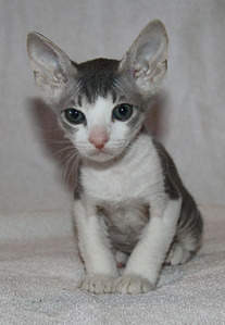 1443 X 2084 818.9 Kb 1920 X 1326 515.8 Kb    