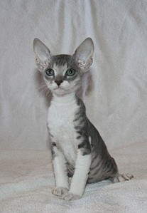 1148 X 1659 334.3 Kb 1443 X 2084 818.9 Kb 1920 X 1326 515.8 Kb    