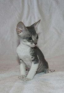 1137 X 1642 321.2 Kb 1148 X 1659 334.3 Kb 1443 X 2084 818.9 Kb 1920 X 1326 515.8 Kb    