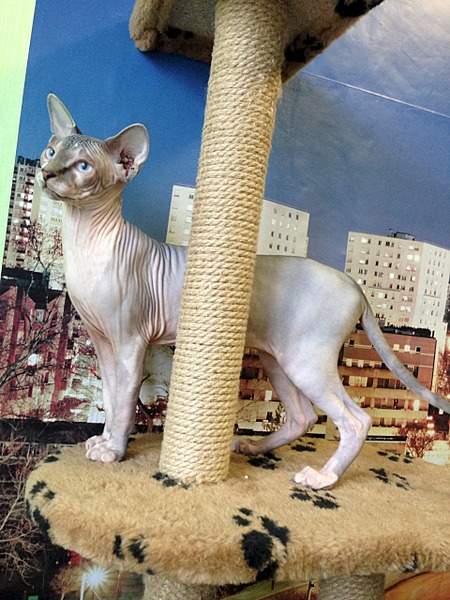 1920 X 2560 412.7 Kb ^~^ Канадский Сфинкс ^~^ Элитные кошки- для ценителей Шика !