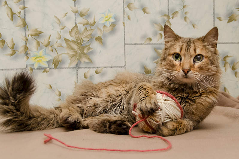 798 x 532 Кот Василий ищет дом